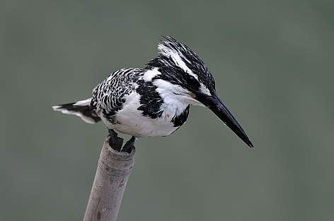 Pied Kingfisher in Mai Po
© Kong Fan Mak rel=