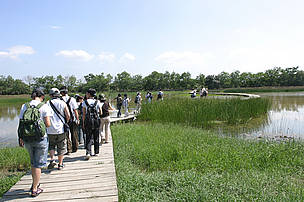 Mai Po Nature Reserve Centre - Public Visit on the boardwalk
© Chris Cheung Mai Po Nature Reserve Centre - Public Visit on the boardwalk
© Chris Cheung
