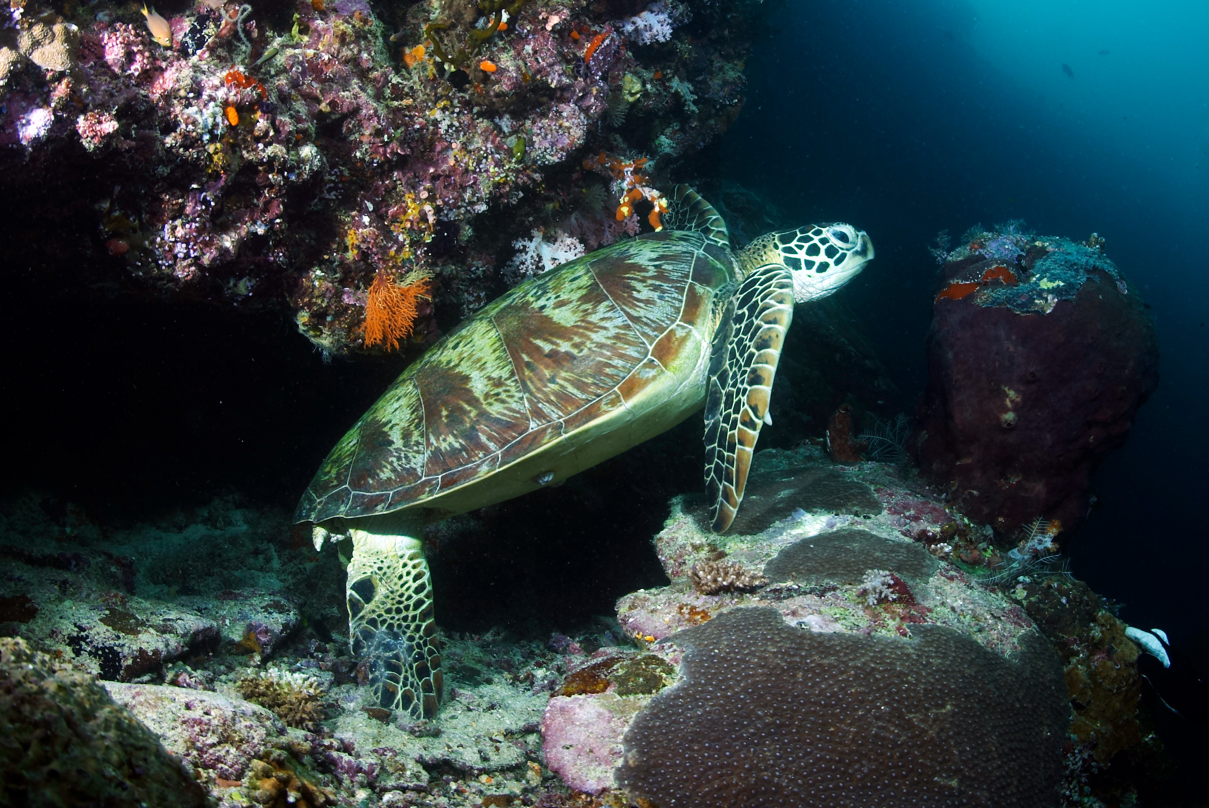 千里寻根的绿海龟